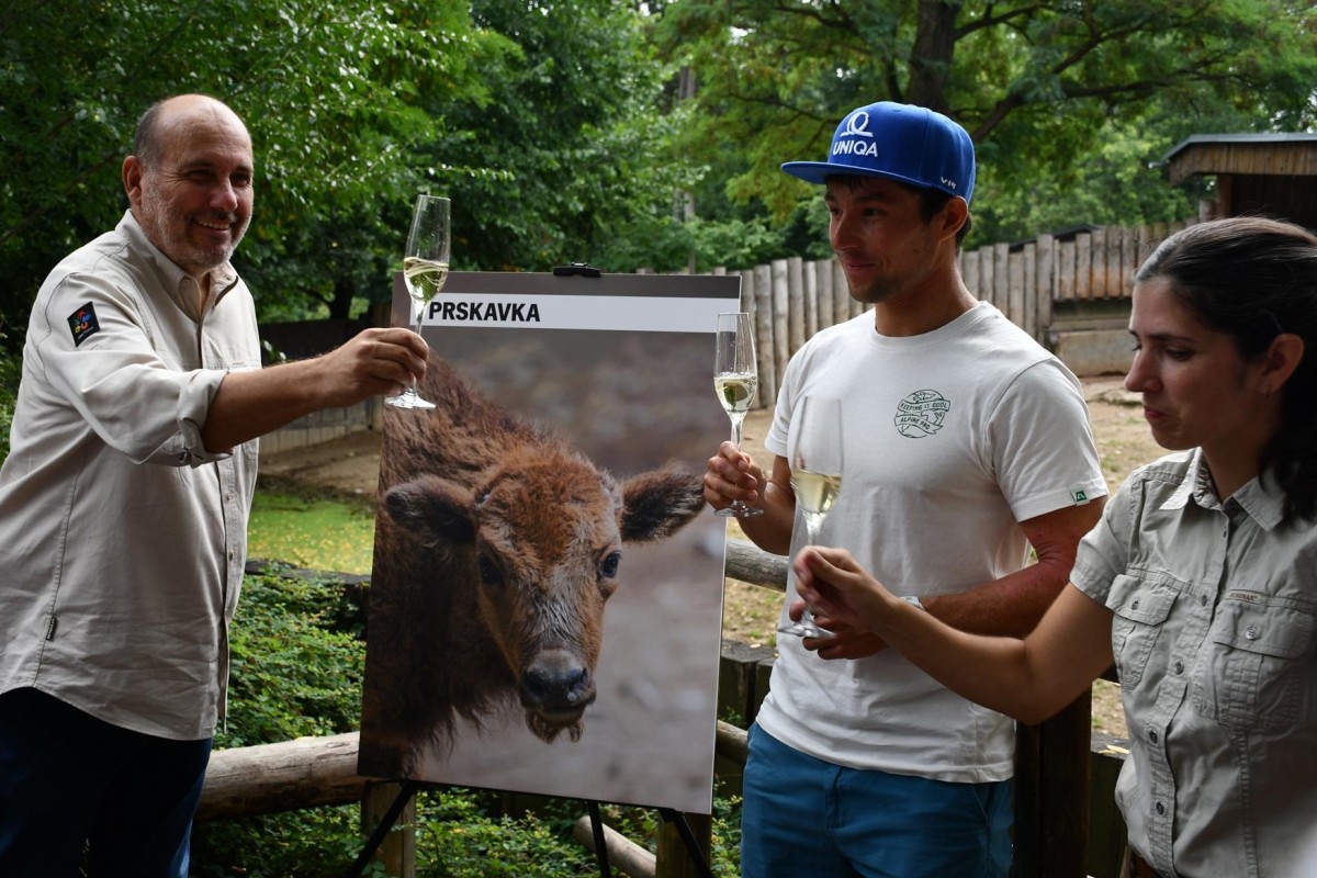 Jiří Prskavec pokřtil mládě zubra v Zoo Praha, které má jmeno začínající písmeny pr .. Prskavka Jiří Prskavec pokřtil mládě zubra v Zoo Praha, které má jmeno začínající písmeny pr .. Prskavka