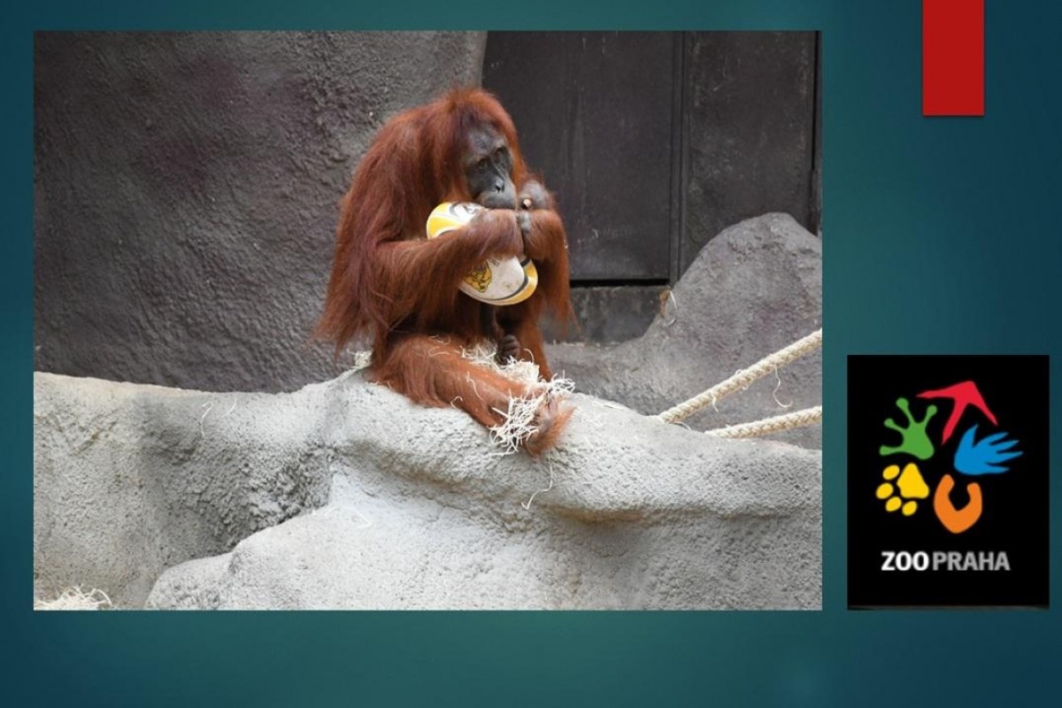 Haló, zvířátka z pražské Zoo, co děláte? Plníme náročné úkoly a hrajeme ragby ...
