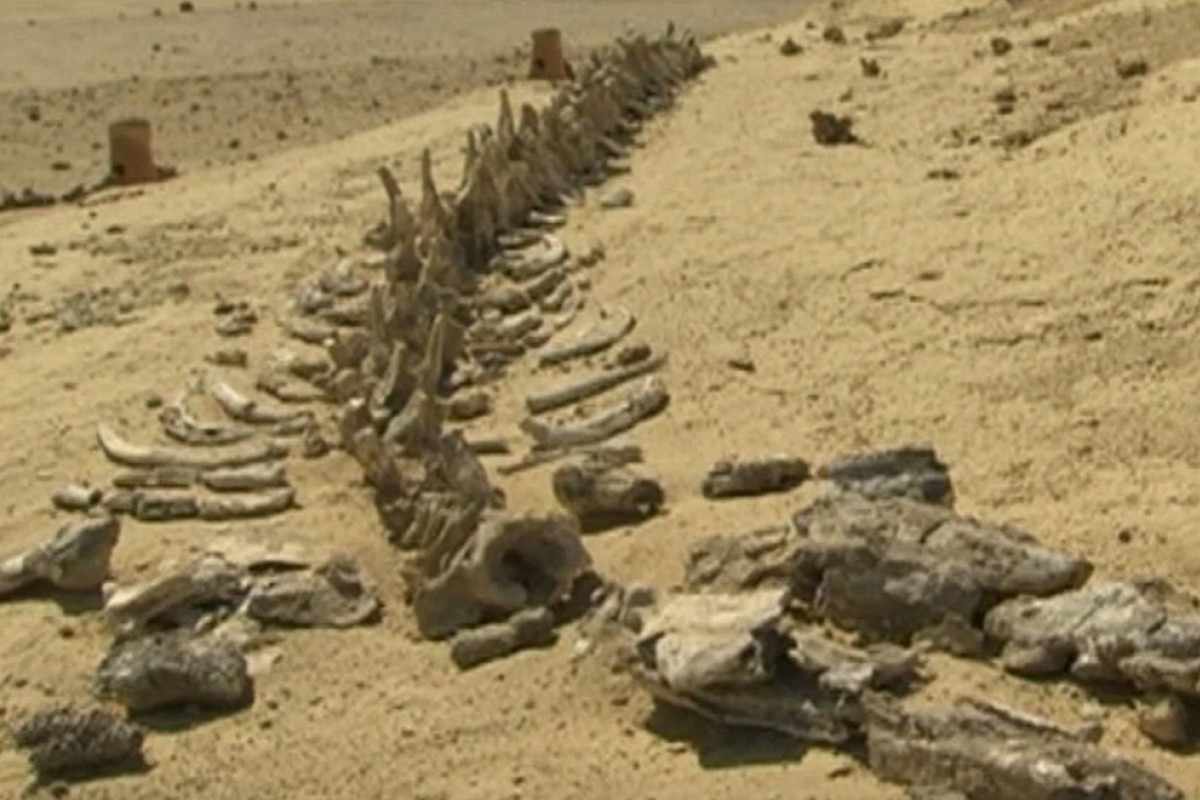 Když byla Sahara zelená aneb příběh největší pouště světa
